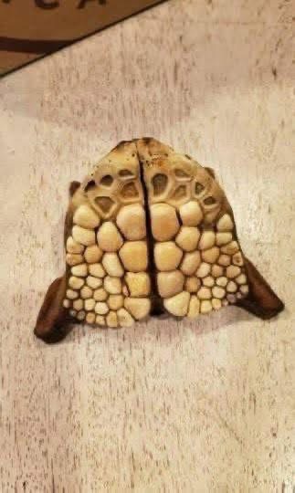 A 20-Year-Old Mystery Discovered on a Florida Beach
