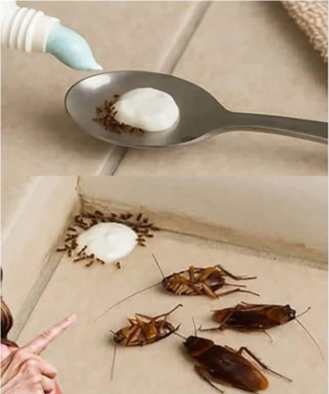 Place this in your home and say goodbye to flies, mosquitoes, and cockroaches forever!