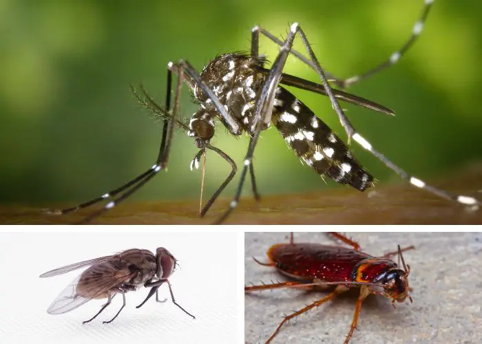 Say Goodbye to Flies, Mosquitoes, and Cockroaches by Boiling These Leaves